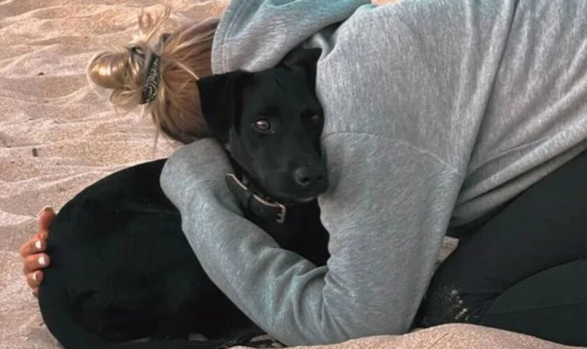 «Ce soir, après 7 jours de recherches, je vais enfin pouvoir dormir» : le soulagement de la propriétaire de la chienne disparue à Roissy