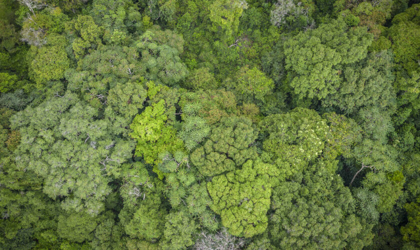 «Si on utilise notre savoir écologique pour la gérer, la forêt ne disparaîtra pas»