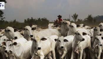 Mercosur-Abkommen liegt unterschriftsreif vor