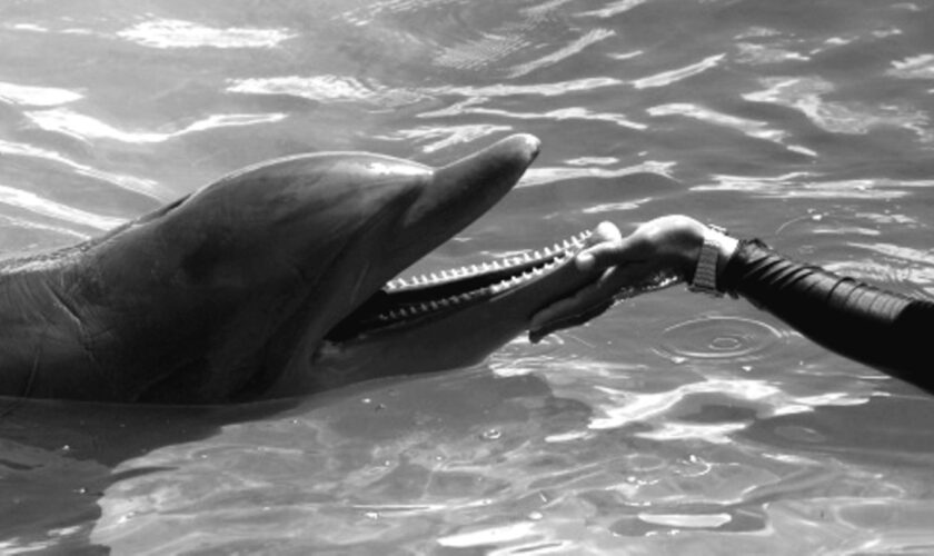 Ein Delfin, der die Schnauze in eine menschliche Hand hält in schwarz-weiß