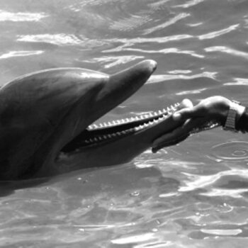 Ein Delfin, der die Schnauze in eine menschliche Hand hält in schwarz-weiß