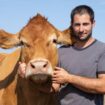 Salon de l’agriculture : Oupette, la vache star de la prochaine édition viendra accompagner de son veau