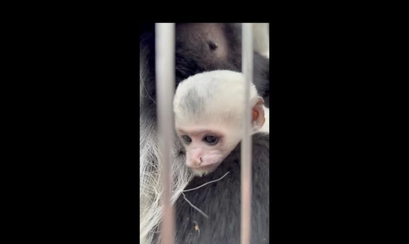 Tennessee zoo throws gender reveal party for its newest monkey baby