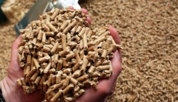 Das Energieunternehmen Leag übernimmt einen Holzpellet-Produzenten aus Schweden. (Symbolbild) Foto: picture alliance / Jens Bütt