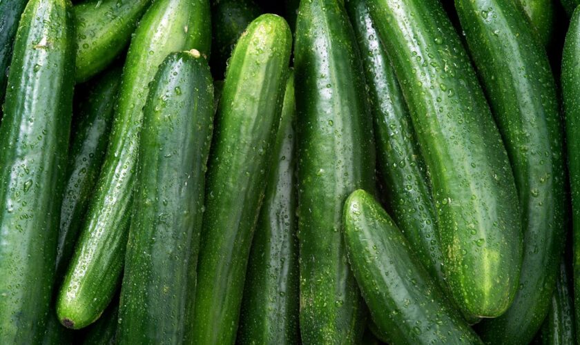 Salmonella outbreak prompts widespread cucumber recall in US and Canada