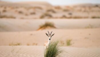 Eine Gazelle hinter einem Büschel Gras in der Wüste