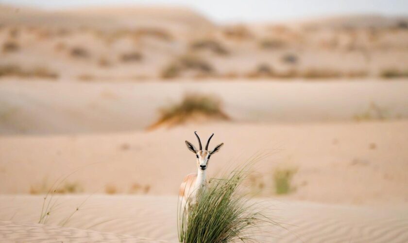 Eine Gazelle hinter einem Büschel Gras in der Wüste