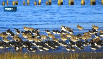 Wie Austern das Wattenmeer retten sollen