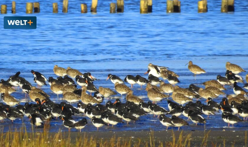 Wie Austern das Wattenmeer retten sollen