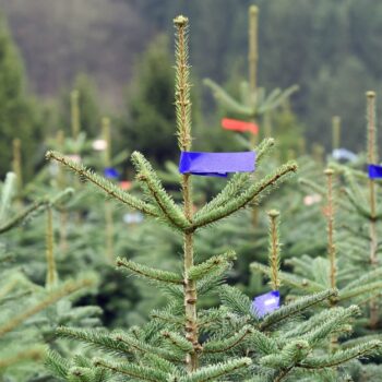 Bahn, Steuern, Weihnachtsbäume: Was sich für Verbraucher im Dezember ändert