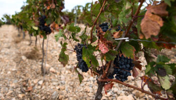 La production de vin dans le monde est au plus bas depuis 1961, la France en net recul