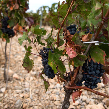 La production de vin dans le monde est au plus bas depuis 1961, la France en net recul