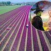 How a tulip farm in Norfolk became the surprise breakout star alongside Ariana Grande and Cynthia Erivo in Wicked