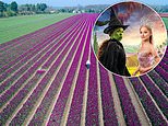 How a tulip farm in Norfolk became the surprise breakout star alongside Ariana Grande and Cynthia Erivo in Wicked