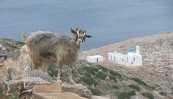 Scientists study if goats and dogs can predict earthquakes and volcanic eruptions