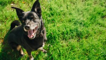 Amalka, la chienne qui avait disparu depuis neuf jours à l’aéroport de Roissy, a été retrouvée