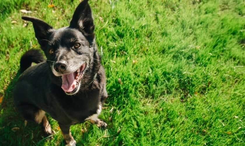 Amalka, la chienne qui avait disparu depuis neuf jours à l’aéroport de Roissy, a été retrouvée