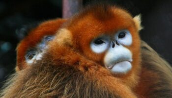 Après les pandas géants, la Chine va prêter des singes dorés au ZooParc de Beauval