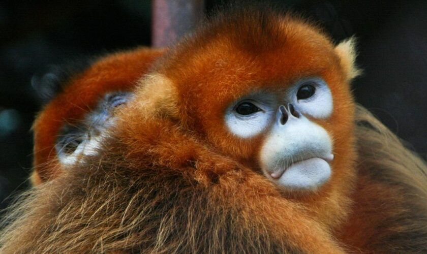 Après les pandas géants, la Chine va prêter des singes dorés au ZooParc de Beauval