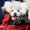 Baby red panda died from firework stress, says zoo