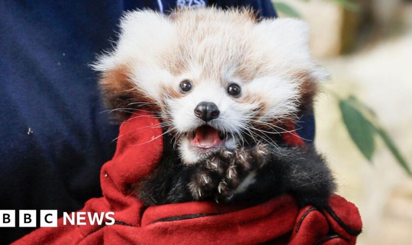 Baby red panda died from firework stress, says zoo