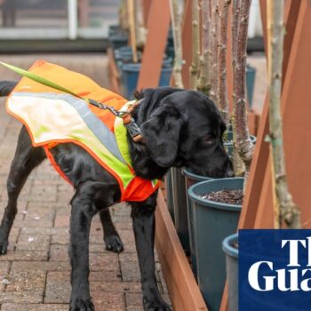 Bark detective: dog trained to sniff out UK tree disease