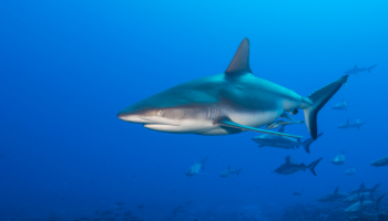 Bloquean una iniciativa internacional única para evitar el aleteo de tiburones