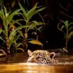 Brésil : dans les forêts du Pantanal, sur les traces du jaguar