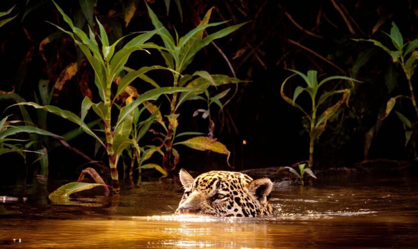 Brésil : dans les forêts du Pantanal, sur les traces du jaguar