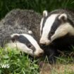 Burrowing badgers cause £100,000 damage to road