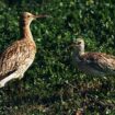 Cet oiseau a officiellement disparu… dans l’indifférence générale