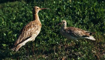 Cet oiseau a officiellement disparu… dans l’indifférence générale