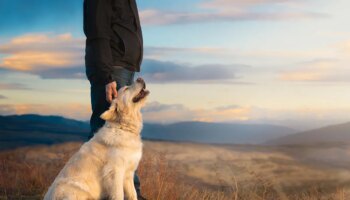 Cómo afrontar la muerte de tu perro