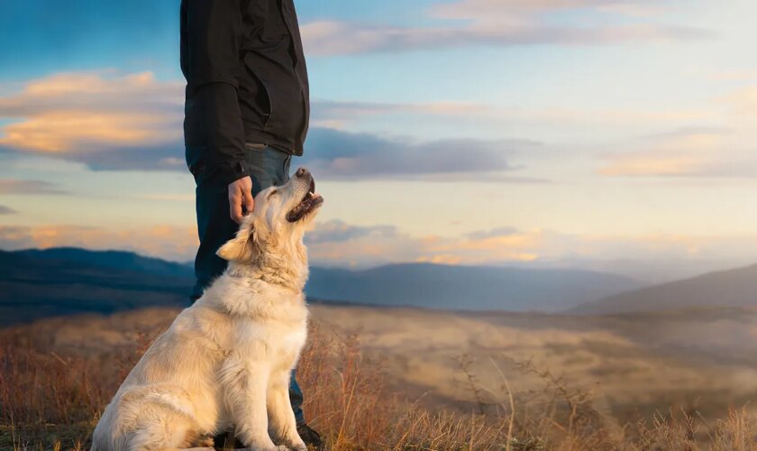 Cómo afrontar la muerte de tu perro