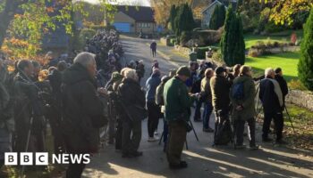 Crowds flock to quiet cul-de-sac after rare bird spotted on washing line