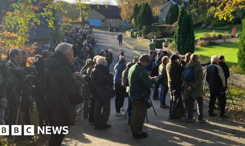 Crowds flock to quiet cul-de-sac after rare bird spotted on washing line