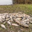 Des centaines de poissons retrouvés morts sur un plan d’eau en Essonne : la conséquence des crues ?