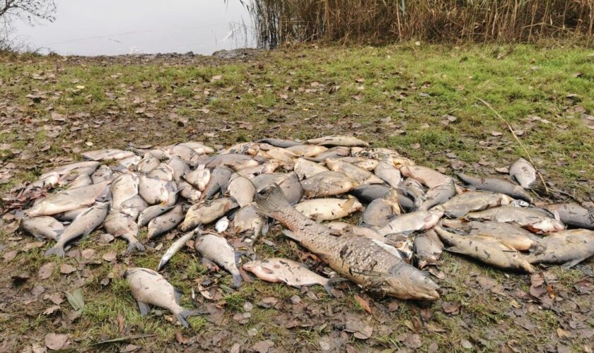 Des centaines de poissons retrouvés morts sur un plan d’eau en Essonne : la conséquence des crues ?