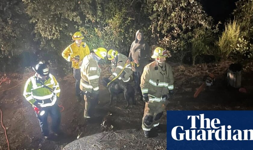 Dog who fell 50ft down abandoned mine shaft rescued by California firefighters