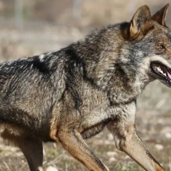 El nuevo censo del lobo eleva un 8 por ciento las manadas en Castilla y León, hasta las 193