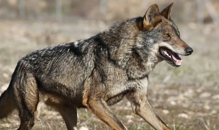 El nuevo censo del lobo eleva un 8 por ciento las manadas en Castilla y León, hasta las 193