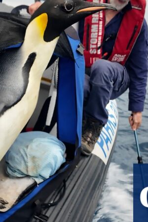 Emperor penguin that travelled 3,000km to West Australian beach begins long journey home