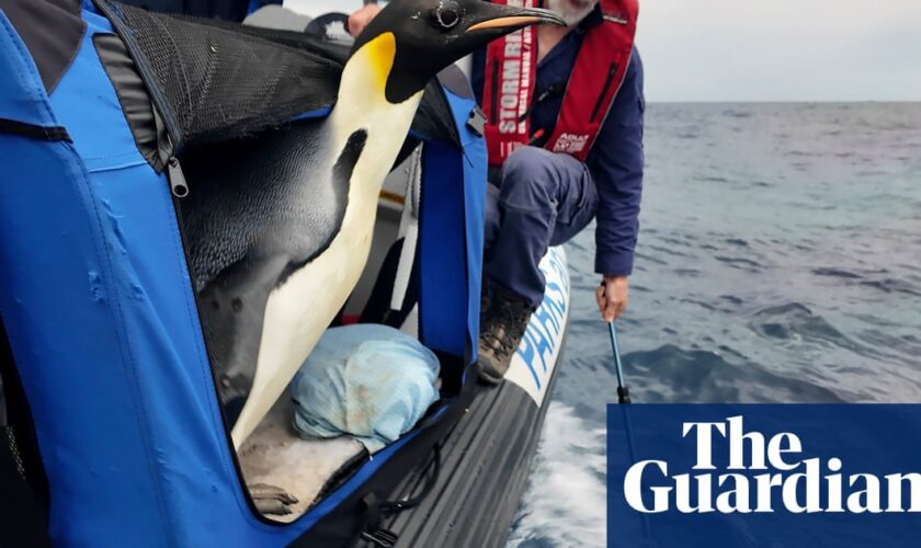 Emperor penguin that travelled 3,000km to West Australian beach begins long journey home