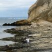 Étang de Berre : des pêcheurs revendent illégalement 24 tonnes de palourdes, le réseau démantelé