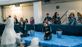 Familias ucranianas conocen en el Oceanogràfic a las belugas rescatadas de Járkov