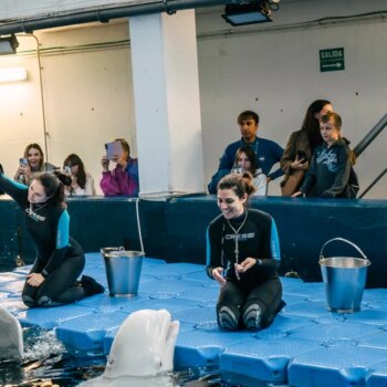 Familias ucranianas conocen en el Oceanogràfic a las belugas rescatadas de Járkov