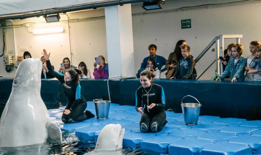 Familias ucranianas conocen en el Oceanogràfic a las belugas rescatadas de Járkov