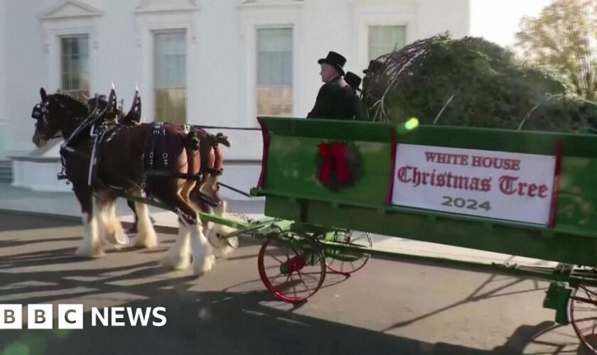 First Lady receives White House Christmas tree