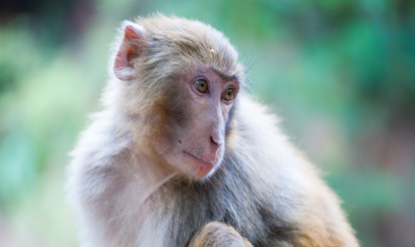 Forty-three monkeys escape from US research lab