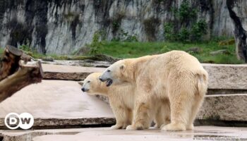 Germany: Zoo wary over newborn polar bear cubs' prospects